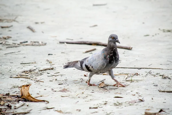 緑と白は生き残るために食べ物を求めて砂浜の端に鳩 — ストック写真