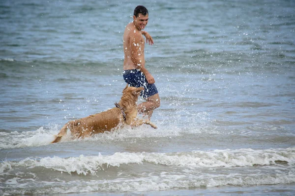 Strand Ist Golden Retriever Eine Hunderasse Die Ursprünglich Aus Großbritannien lizenzfreie Stockbilder