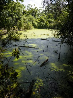 Doğada açık kanalizasyon ile çevre tüm bitkisel alanlardan görünür..