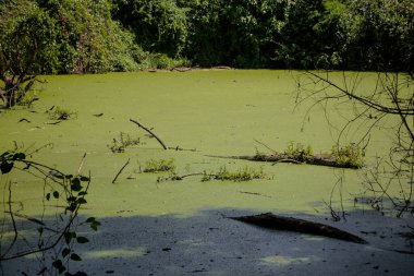 Doğada açık kanalizasyon ile çevre tüm bitkisel alanlardan görünür..