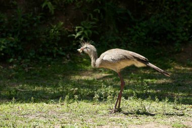 Özenli gözleri ve zarif duruşuyla seriema, Brezilya Cerrado 'sunun boyun eğmez güzelliğini temsil ediyor. İkonik bir kuş, özgürlüğün sembolü ve güneş ışığı altındaki vahşi doğanın gücü..