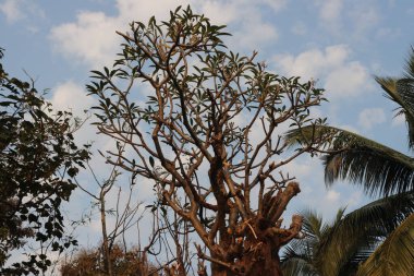Arkaplanda bulutlu gökyüzü olan yeşil yapraklı ağaç dallarının yakın plan çekimi