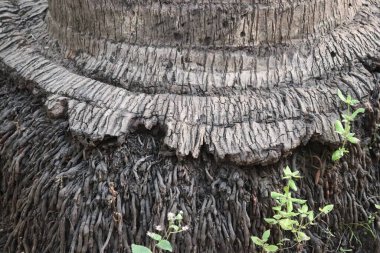 Ağaç Köklerine ve küçük ağaçlara yakın çekim