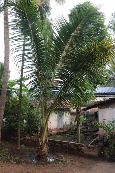 Coconut Tree and Village house - Stock Photo