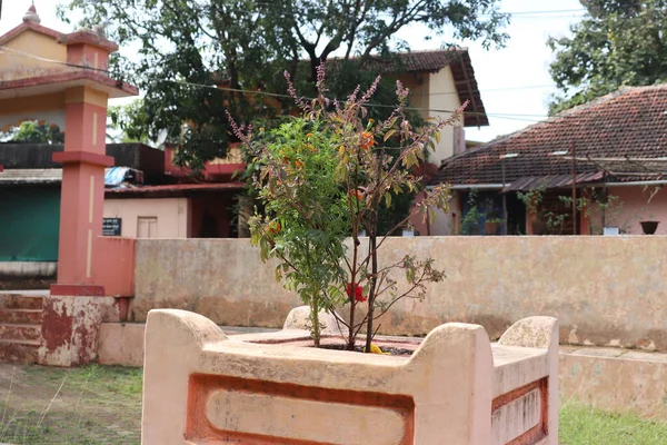 stock image Tulsi mandir at Konkan