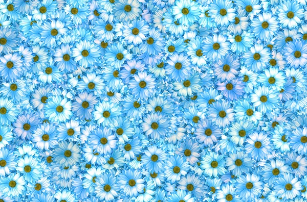 stock image A lot of blue daisies are arranged in a pattern