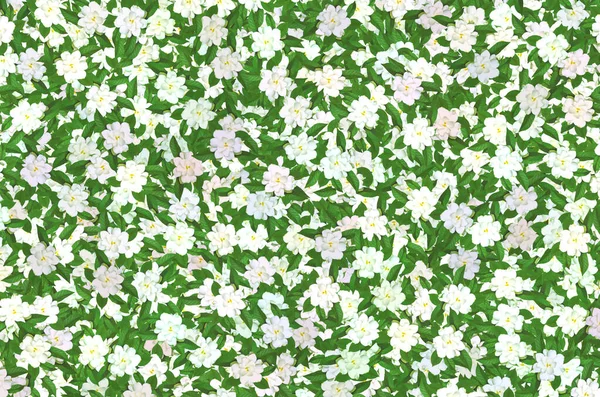 A pattern of White Gardenia Blossom With Green Leaves