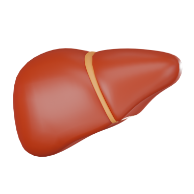 Tıbbi ve eğitimsel kullanım için karaciğer illüstrasyonu, karaciğer anatomisi, fonksiyon ve siroz ve hepatit gibi koşulların altı çizilmiştir. Sağlık uzmanları için temel gereklilik.