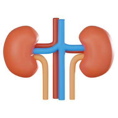 Üç boyutlu böbrek yapısı anatomisini, işlevini ve ilişkili bozukluklarını gösteriyor. Tıbbi araştırmalar, üroloji çalışmaları ve böbrek sağlığı hakkında eğitim içeriği için mükemmel..