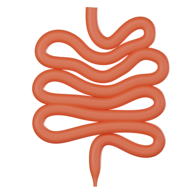İnce bağırsağın 3 boyutlu simgesi, anatomi ve fonksiyon sergiliyor. Tıp eğitimi, sindirim sistemi görselleri ve sağlık projeleri için ideal.