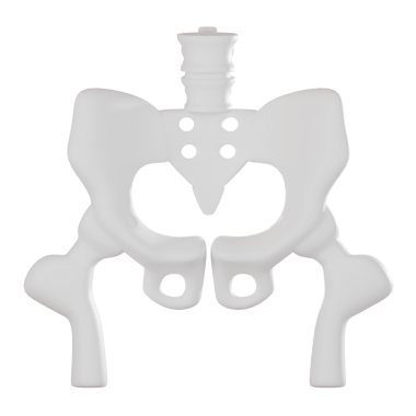 Üç boyutlu pelvis anatomisi detaylı iskelet yapısını gösteriyor. Sağlık hizmetleri görselleri, tıbbi şemalar ve eğitici çizimler için ideal.