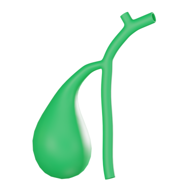 Safra kesesi anatomisi ve işlevinin 3 boyutlu simgesi. Tıp eğitimi, anatomi eğitimi ve sağlık hizmetleriyle ilgili tasarımlar için ideal.