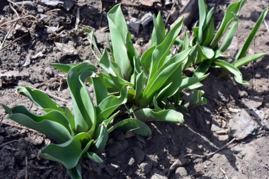 Güzel ve alışılmadık çiçekler, bahar parlak laleler, güneşli bir renkte güzel yeşil çiçek yaprakları..