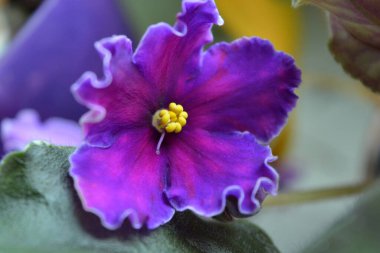 Güzel ev çiçekleri, çiçek açan menekşeler güzel mor-pembe çiçekler ve beyaz dönen kenarlar..