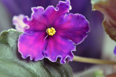 Güzel ev çiçekleri, çiçek açan menekşeler güzel mor-pembe çiçekler ve beyaz dönen kenarlar..