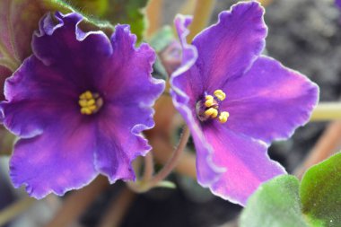 Güzel ev çiçekleri, çiçek açan menekşeler güzel mor-pembe çiçekler ve beyaz dönen kenarlar..