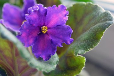 Güzel ev çiçekleri, çiçek açan menekşeler güzel mor-pembe çiçekler ve beyaz dönen kenarlar..