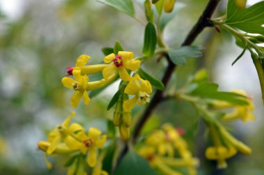 Bahar çiçekleri kuşüzümü meyvesi çalıları, küçük sarı çiçekler ve dalların üzerinde küçük yapraklar..