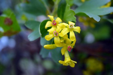 Bahar çiçekleri kuşüzümü meyvesi çalıları, küçük sarı çiçekler ve dalların üzerinde küçük yapraklar..