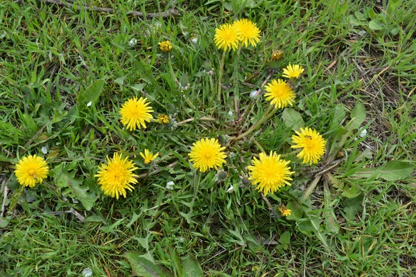 Summer lawn, beautiful, blooming, yellow dandelions. Lots of green grass, with growing dandelion bushes illuminated by bright sunlight.
