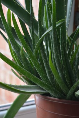 Beautiful and not ordinary home flower, houseplant Aloe tree, Aloe ferox, Aloe vera,  - centennial blend in room conditions and planted in a large brown pot.