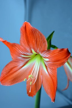 Beautiful and wonderful unusual Amaryllis (disambiguation) flowers with red yellow buds and large stamens.