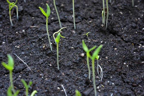 地面に新しく植えられた甘いピーマンの種の若い 小さな苗 — ストック写真