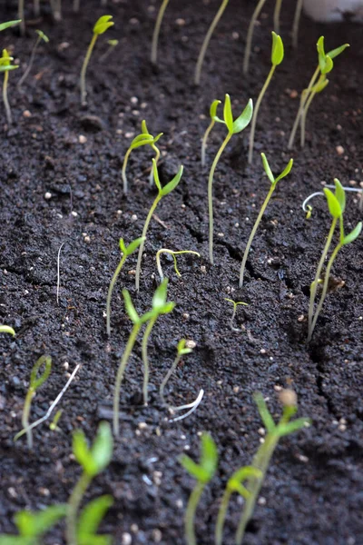 Young Small Seedling Newly Planted Seeds Sweet Bell Peppers Ground — Stock Photo, Image