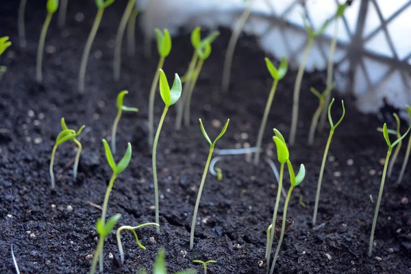 Răsaduri Tânăr Mic Semințe Nou Plantate Ardei Gras Dulce Pământ — Fotografie, imagine de stoc
