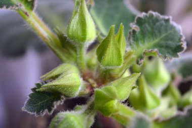 Güzel ev çiçekleri Gloxinia Specosa, yeşil yapraklar ve tomurcuklarla açan kapalı pembe çan çiçekleri.