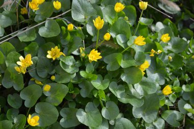 Güzel, parlak, sarı bahar çiçekleri Ficaria verna, eski adıyla Ranunculus ficaria L, yaygın olarak daha az celandine olarak bilinir, yoğun bir halı yetiştiren, çok neşeli, estetik arka plan.