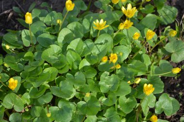 Güzel, parlak, sarı bahar çiçekleri Ficaria verna, eski adıyla Ranunculus ficaria L, yaygın olarak daha az celandine olarak bilinir, yoğun bir halı yetiştiren, çok neşeli, estetik arka plan.