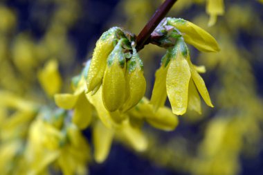 Güzel, parlak bahar çalıları Oleaceae ailesinin sarı, alışılmadık çiçekleri ile birlikte.