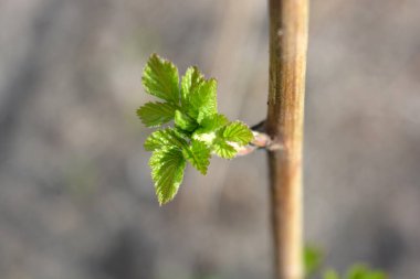 Genç ahududu filizleri, bahçedeki bahar güneşinin altında çiçek açan küçük, taze yapraklı bir ahududu dalı..