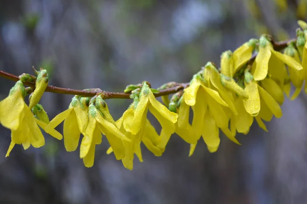 stock image Beautiful bright spring bushes Forsythia with yellow, unusual flowers of olive family Oleaceae.