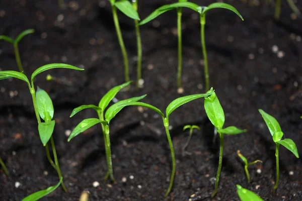 Homemade Young Seedlings Sweet Bell Pepper Black Soil Beds Vegetables — Stock Photo, Image