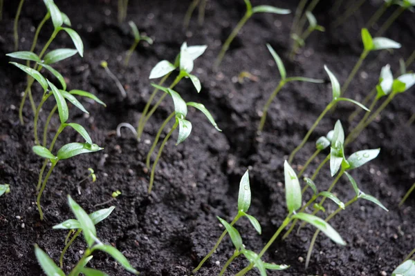 Kara Toprakta Tatlı Dolmalık Biber Tohumu Sebze Yatağı — Stok fotoğraf