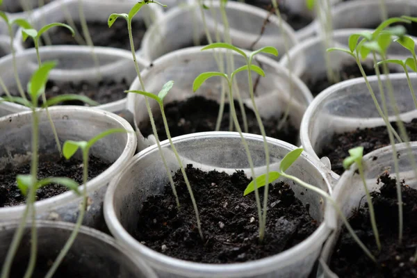 Homemade young tomato seedlings placed in disposable plastic transparent cups.