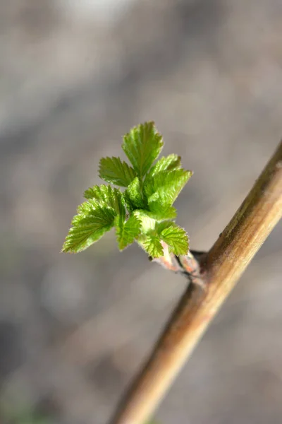 stock image Young shoots of raspberries, a raspberry branch with small, young leaves blossoming under the spring sun in the garden.