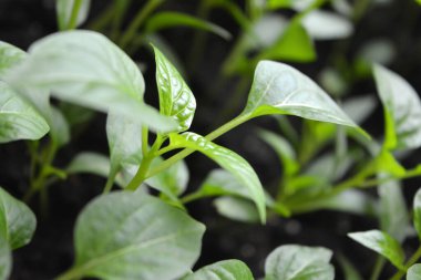 Bereketli topraklarda yetişen ev tohumları, bitkiler, taze dolma biber tohumları..