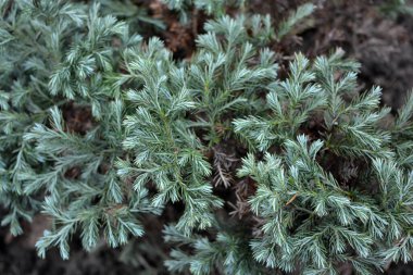 Bahçe düzenleme, güzel yeşil arborvitae aureno nano yazın, ev bahçesinde yetişiyor..
