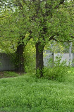 Parlak renkli manzaralar, büyük yaşlı ağaçlar, yeşil sulu çimenler ve mavi gökyüzü..