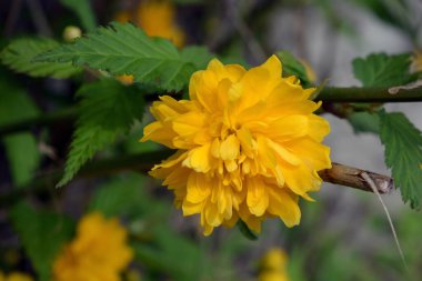 Parlak sarı Shaggy, pofuduk çiçekler, büyük Japon gülleri, yeşil yapraklı Kerria japonica evin avlusunda yetişiyor..