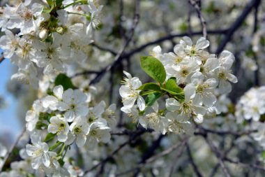 Parlak bahar, dışarıda büyüyen kiraz ağacının şenlikli çiçek açması ve güneş ışınlarıyla aydınlatılması. Mavi gökyüzüne karşı yoğun bir şekilde açan beyaz kiraz çiçekleri..