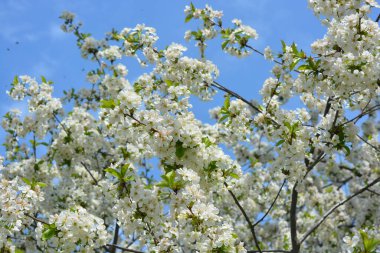 Parlak bahar, dışarıda büyüyen kiraz ağacının şenlikli çiçek açması ve güneş ışınlarıyla aydınlatılması. Mavi gökyüzüne karşı yoğun bir şekilde açan beyaz kiraz çiçekleri..