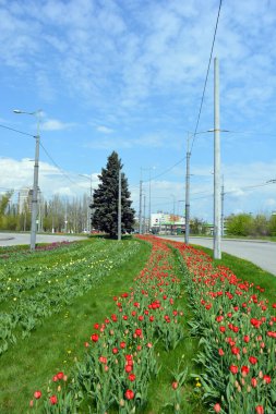 Doğa yeşili, çimen, sık çalılar, büyük Noel ağaçları, otobanın yanındaki ağaçlar ve çiçekler, Ukrayna 'nın Dnipro şehrindeki yol..