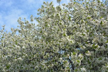 Parlak bahar, dışarıda büyüyen kiraz ağacının şenlikli çiçek açması ve güneş ışınlarıyla aydınlatılması. Mavi gökyüzüne karşı yoğun bir şekilde açan beyaz kiraz çiçekleri..