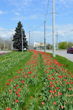 Doğa yeşili, çimen, sık çalılar, büyük Noel ağaçları, otobanın yanındaki ağaçlar ve çiçekler, Ukrayna 'nın Dnipro şehrindeki yol..