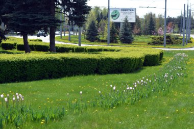 Doğa yeşili, çimen, sık çalılar, büyük Noel ağaçları, otobanın yanındaki ağaçlar ve çiçekler, Ukrayna 'nın Dnipro şehrindeki yol..