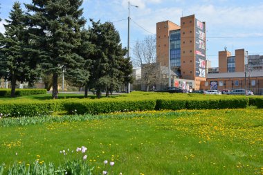 Doğa yeşili, çimen, sık çalılar, büyük Noel ağaçları, otobanın yanındaki ağaçlar ve çiçekler, Ukrayna 'nın Dnipro şehrindeki yol..